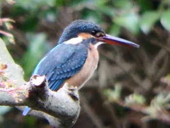 Common Kingfisher Machida Yakushiike Park Sat, 3/28/2020