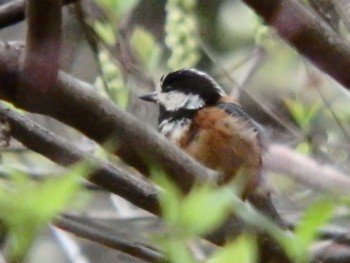 Varied Tit Machida Yakushiike Park Sat, 3/28/2020