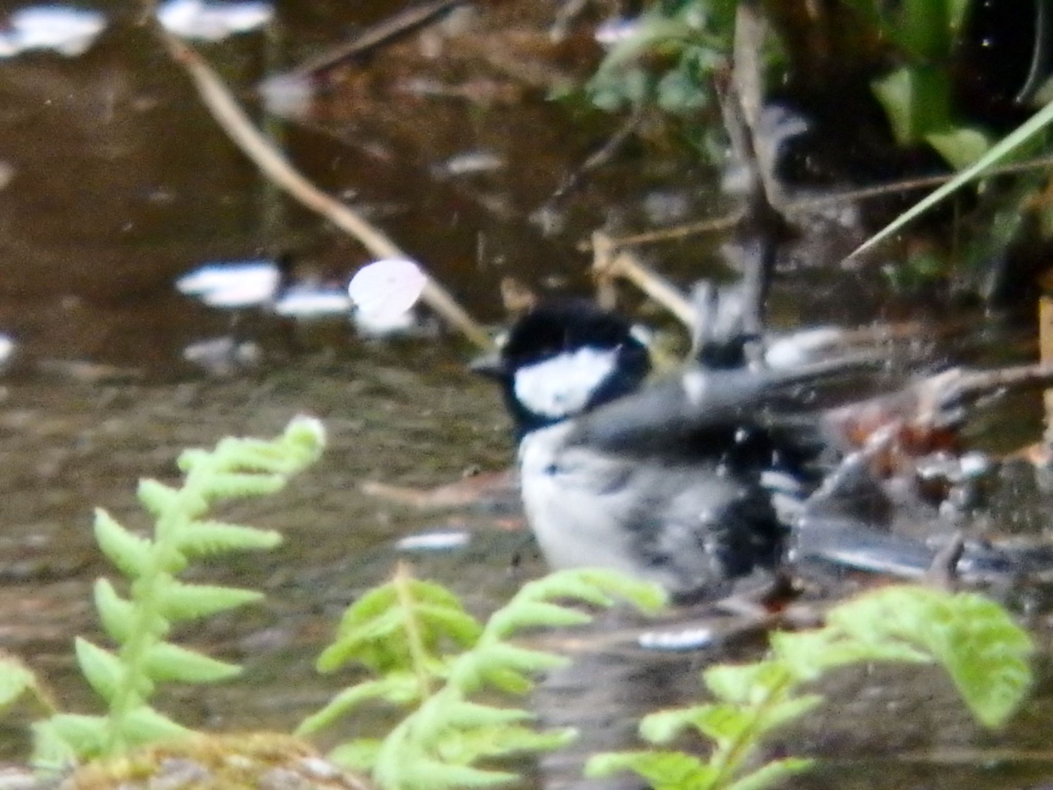 Photo of Japanese Tit at Machida Yakushiike Park by まさ