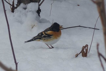 Brambling 長野県軽井沢町 Mon, 3/30/2020