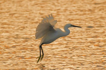 Sun, 3/29/2020 Birding report at 甲子園浜(兵庫県西宮市)