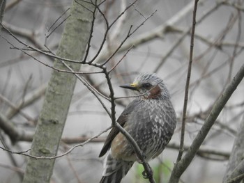 Brown-eared Bulbul 倉敷市藤戸町 Mon, 3/30/2020