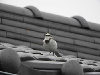 White Wagtail 倉敷市藤戸町 Mon, 3/30/2020