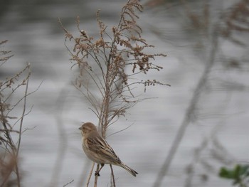 Common Reed Bunting 倉敷市藤戸町 Mon, 3/30/2020