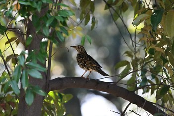 White's Thrush Kyoto Gyoen Sat, 3/7/2020