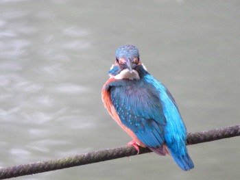 Common Kingfisher 善福寺公園 Tue, 7/2/2019