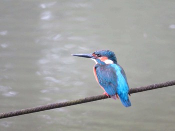 Common Kingfisher 善福寺公園 Tue, 7/2/2019
