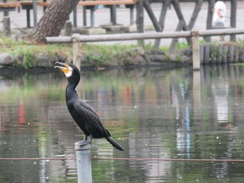 カワウ 善福寺公園 2019年7月2日(火)