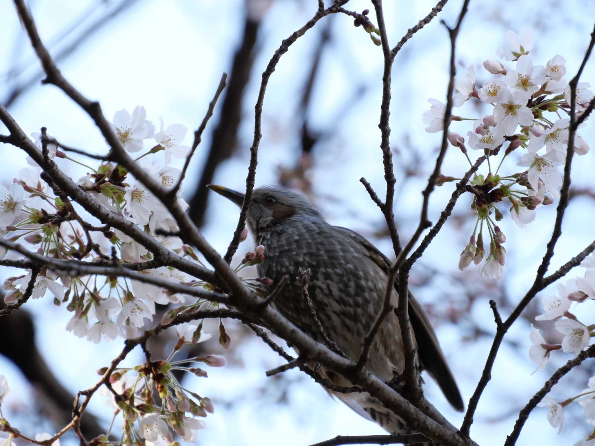 桜とヒヨドリ③ by w.w.d.