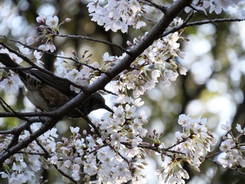 Brown-eared Bulbul 善福寺公園 Tue, 3/17/2020