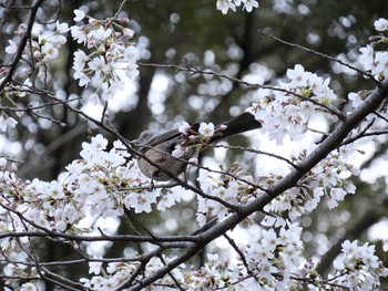 Brown-eared Bulbul 善福寺公園 Tue, 3/17/2020