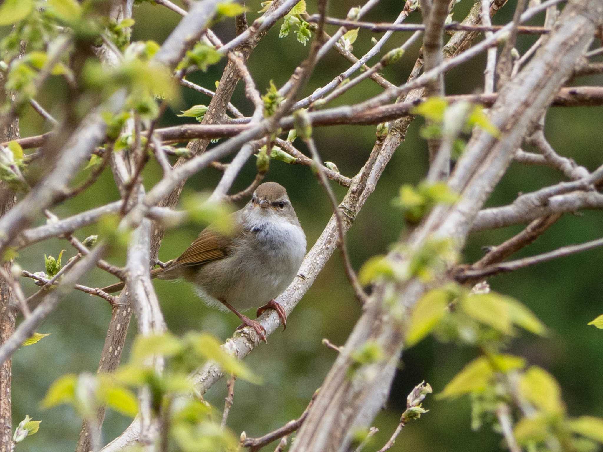 Photo of Japanese Bush Warbler at 鎌倉中央公園 by Tosh@Bird