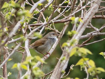 Japanese Bush Warbler 鎌倉中央公園 Mon, 3/30/2020