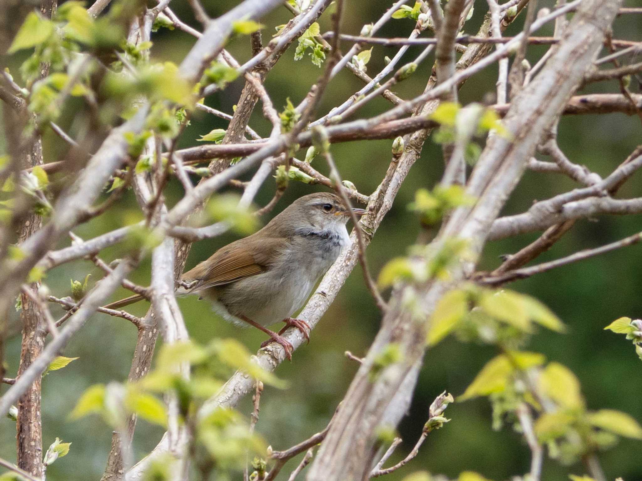 鎌倉中央公園 ウグイスの写真 by Tosh@Bird