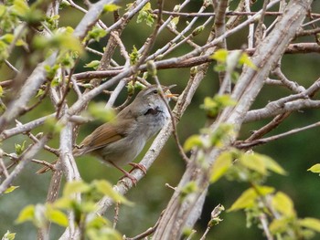 Japanese Bush Warbler 鎌倉中央公園 Mon, 3/30/2020