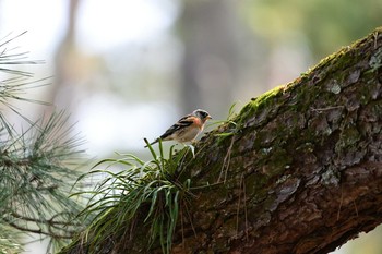 Brambling Kyoto Gyoen Sat, 3/7/2020