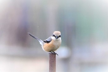 Bull-headed Shrike 足利 Mon, 3/30/2020