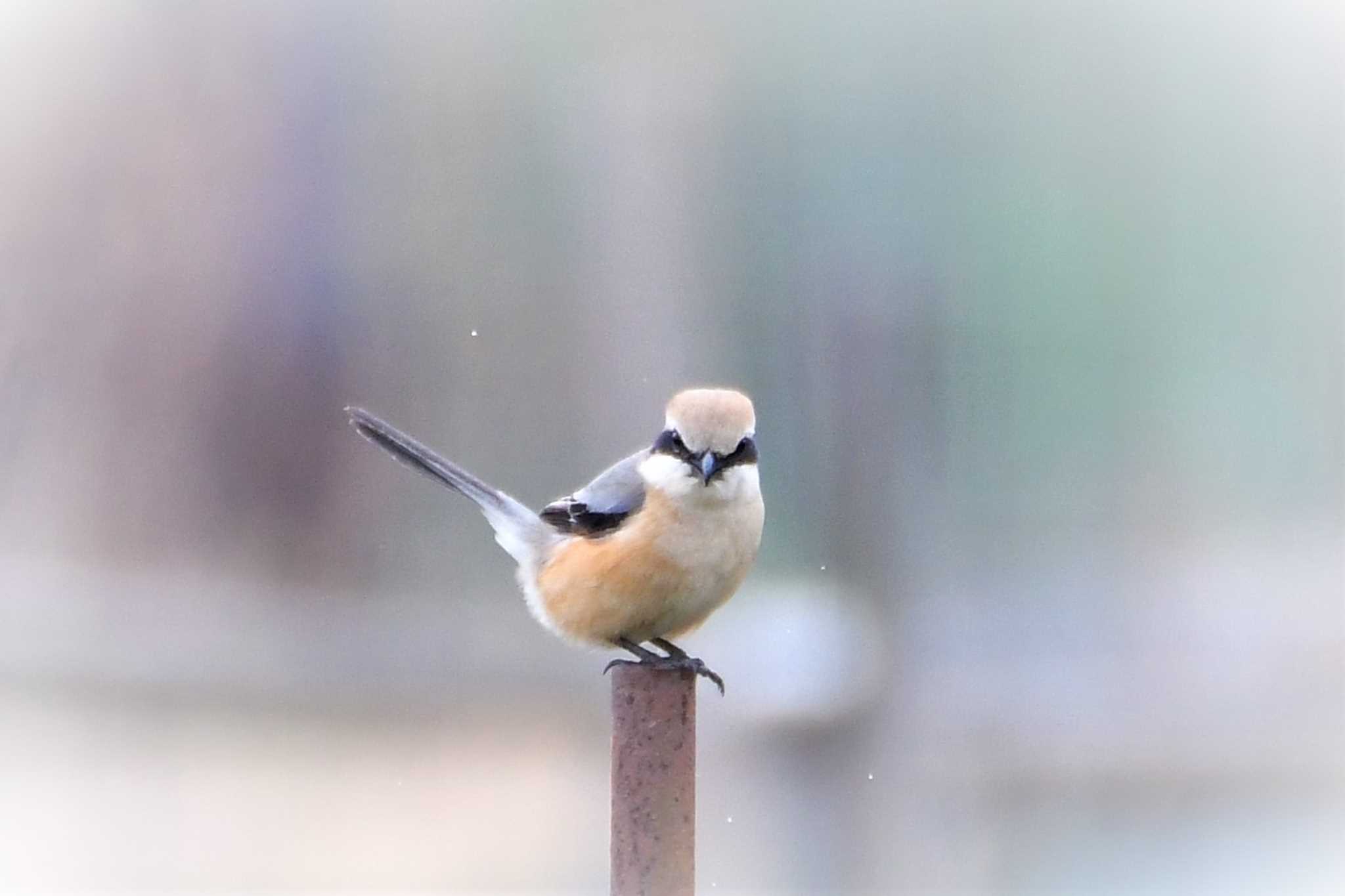 Photo of Bull-headed Shrike at 足利 by こつめ