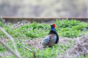 Green Pheasant 足利 Mon, 3/30/2020