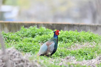 Green Pheasant 足利 Mon, 3/30/2020