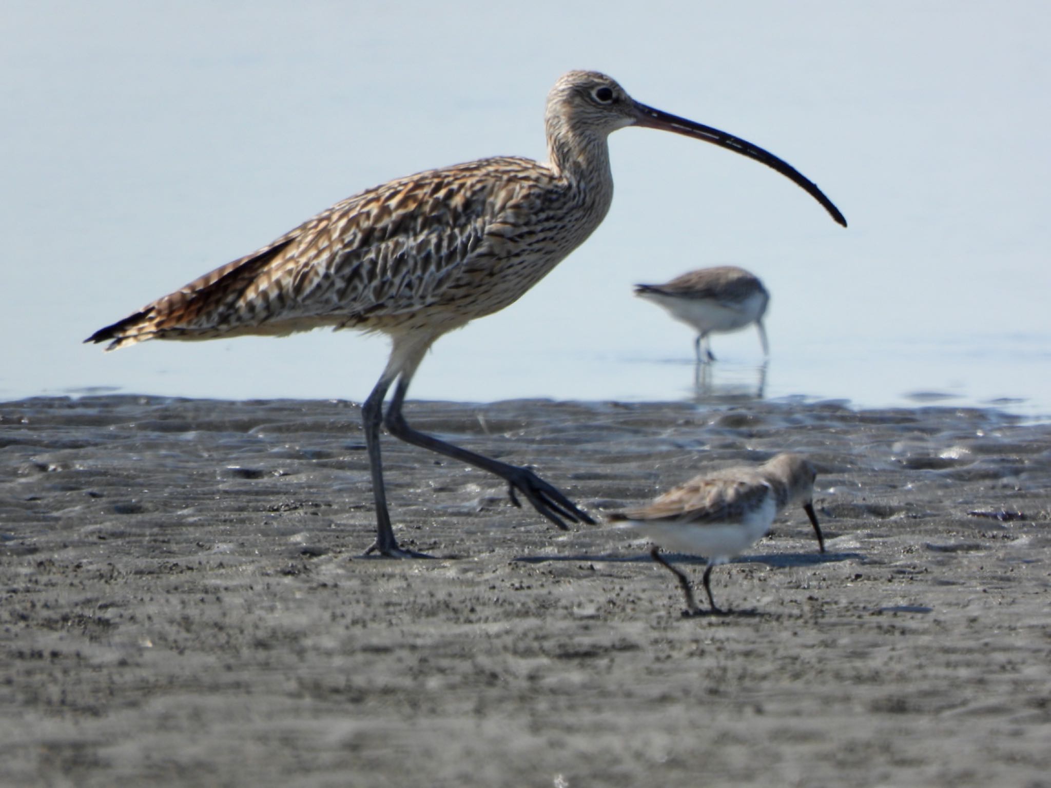 ふなばし三番瀬海浜公園 ホウロクシギの写真 by なおんなおん