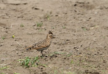 ヒバリ 見沼自然公園 2020年3月21日(土)