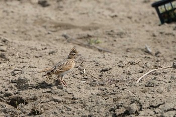 ヒバリ 見沼自然公園 2020年3月21日(土)