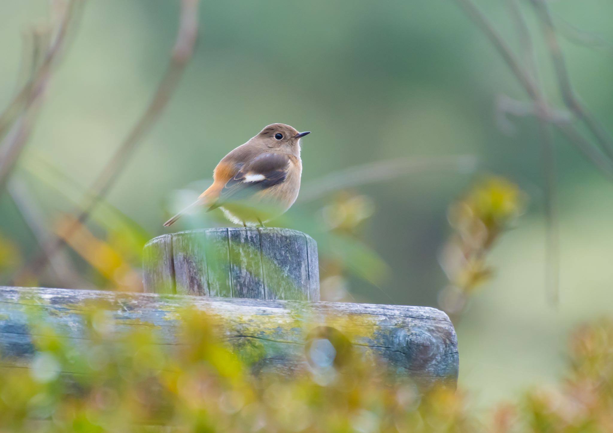 Photo of Daurian Redstart at 庚申山総合公園 by Jgogo