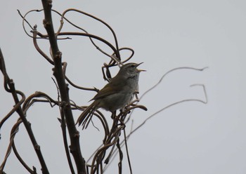 Japanese Bush Warbler 淀川河川公園 Mon, 3/30/2020