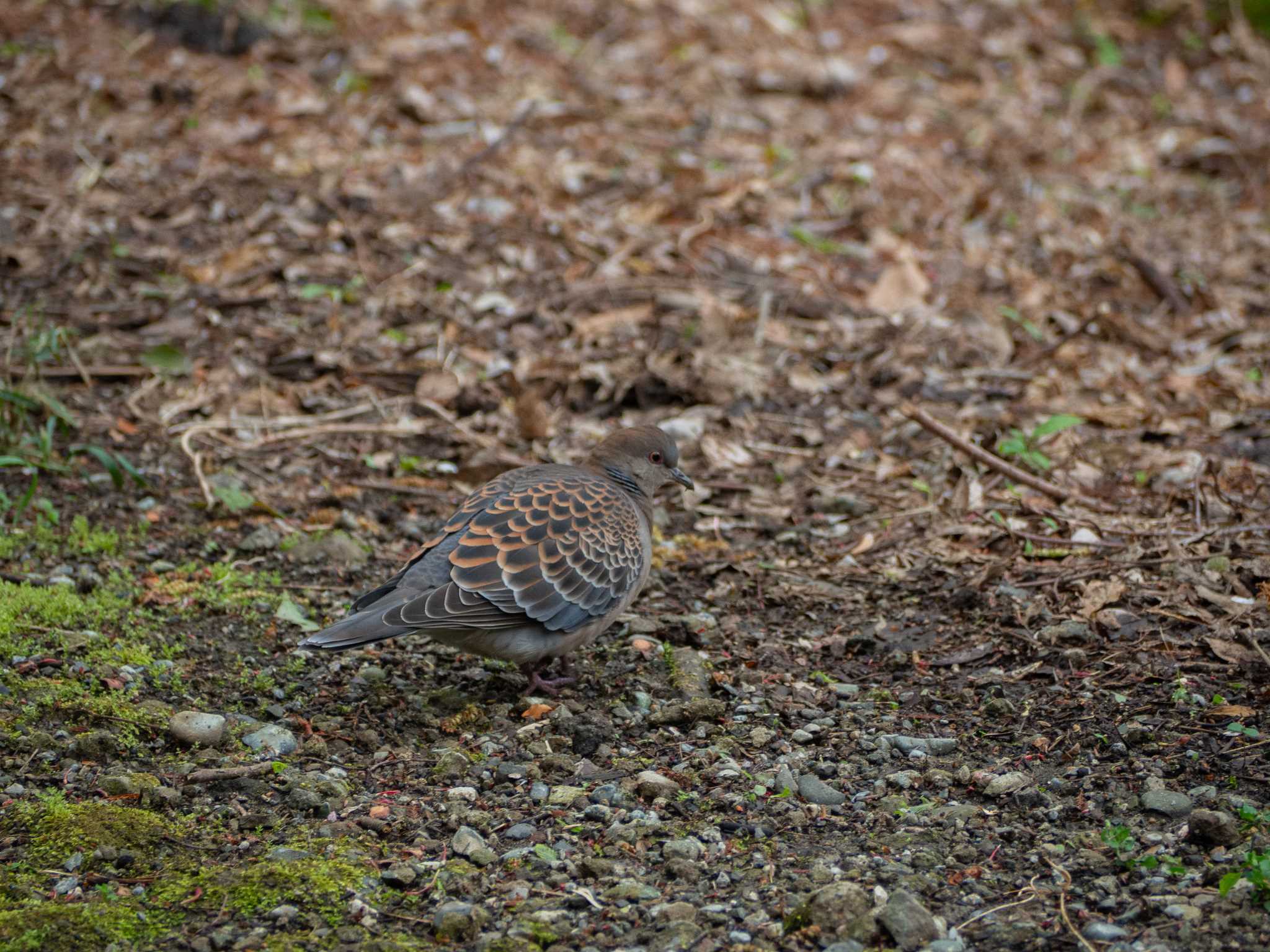 鎌倉中央公園 キジバトの写真 by Tosh@Bird