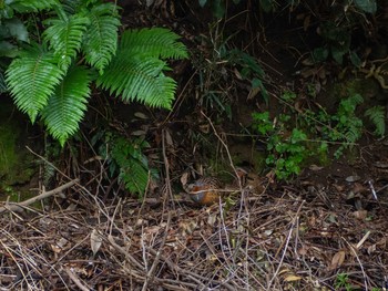 Chinese Bamboo Partridge 夫婦池公園 Mon, 3/30/2020