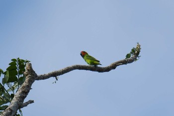 Double-eyed Fig Parrot Iron Range National Park Tue, 10/15/2019