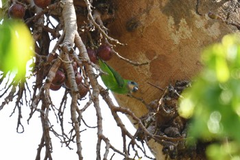 Double-eyed Fig Parrot Iron Range National Park Tue, 10/15/2019