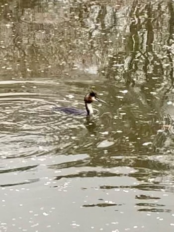 2020年3月30日(月) 横浜市の野鳥観察記録