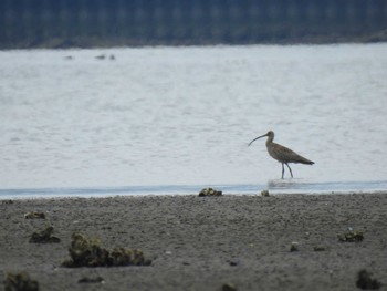 ホウロクシギ 宮城県 鳥の海 2020年3月27日(金)