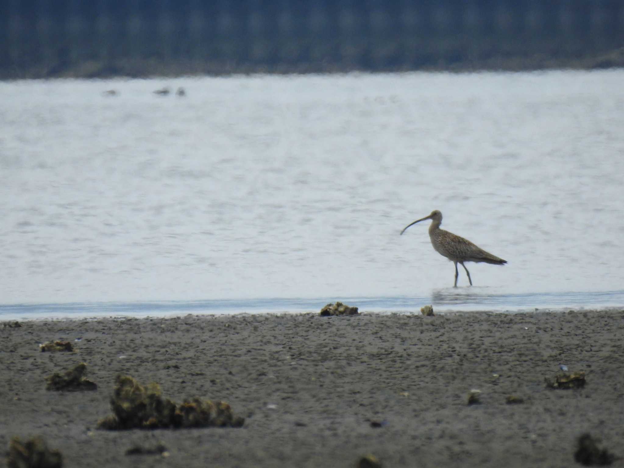 Photo of Far Eastern Curlew at 宮城県 鳥の海 by しゅーと