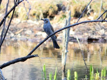 2020年3月30日(月) 北大研究林(北海道大学苫小牧研究林)の野鳥観察記録