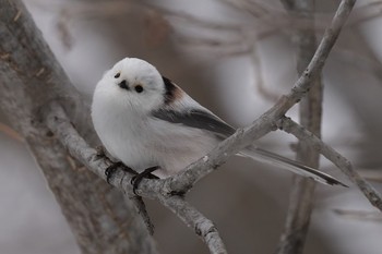 Long-tailed tit(japonicus) Makomanai Park Tue, 3/10/2020