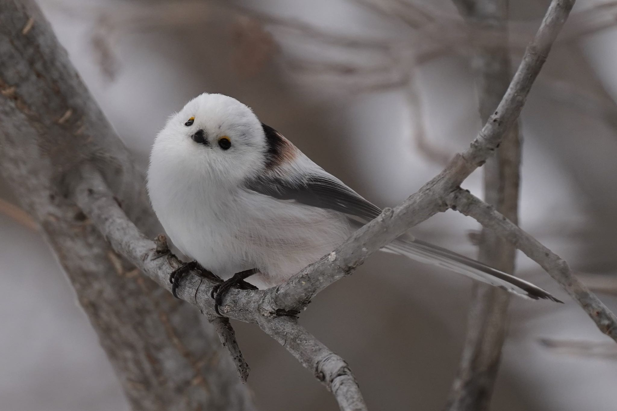 Long-tailed tit(japonicus)