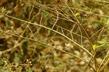 マヒワ 奥多摩のお山 2020年3月21日(土)