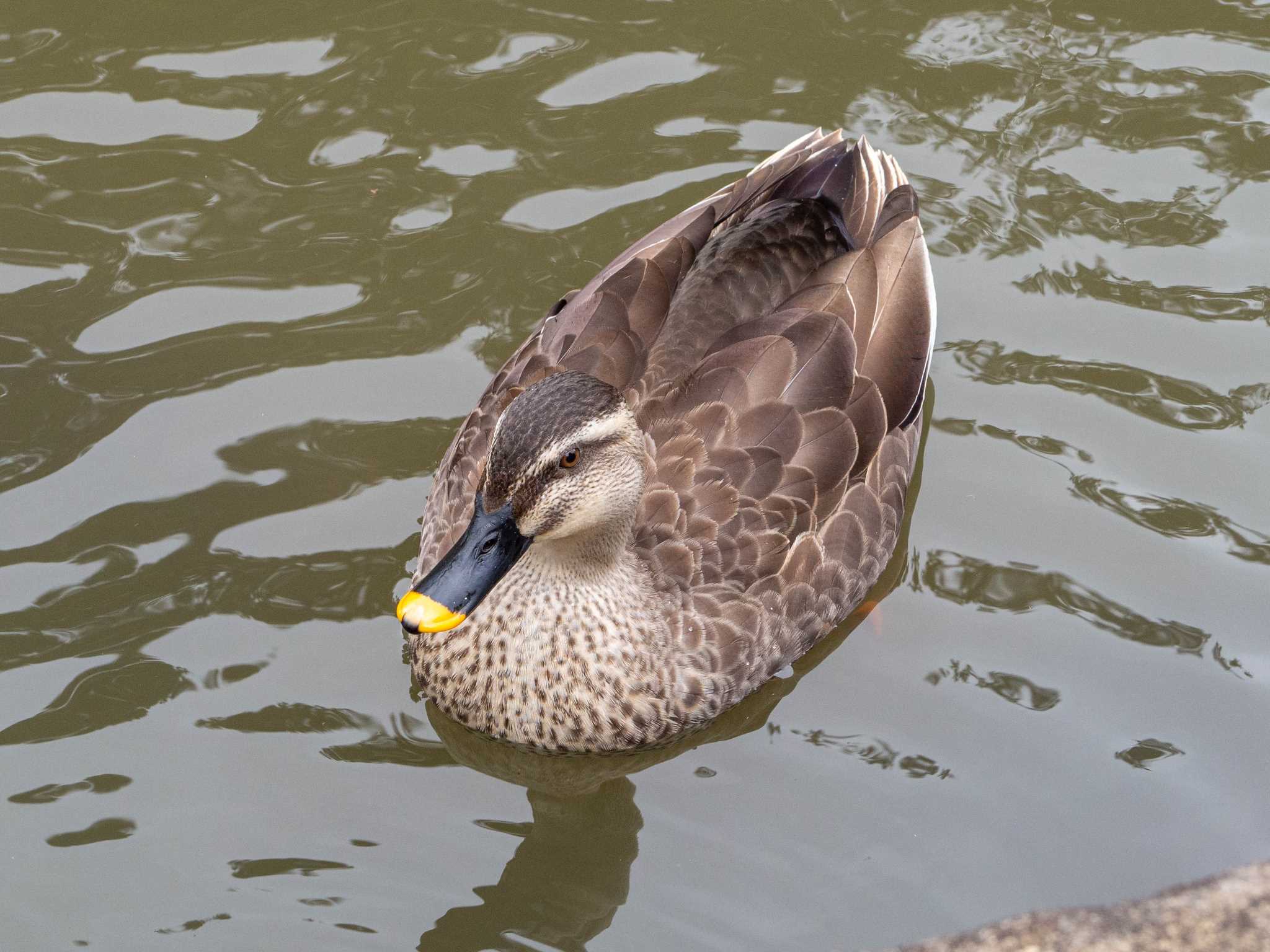 鎌倉中央公園 カルガモの写真 by Tosh@Bird