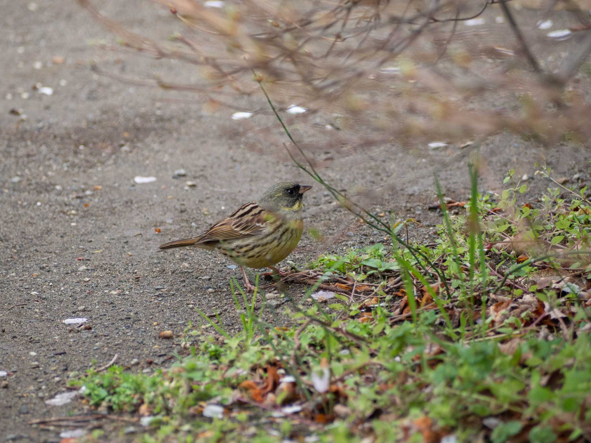 鎌倉中央公園 アオジの写真 by Tosh@Bird