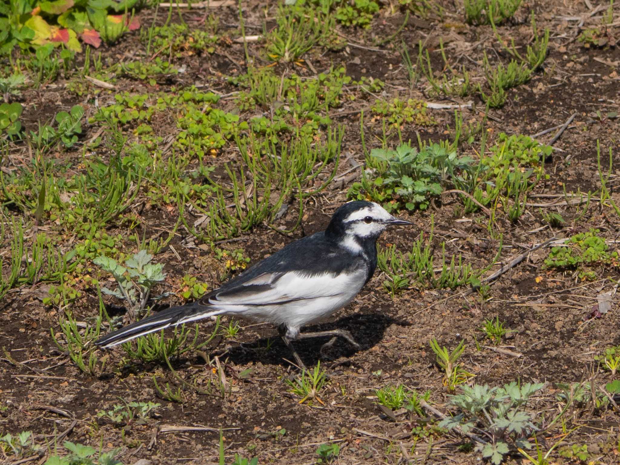 境川遊水地公園 ハクセキレイの写真 by Tosh@Bird