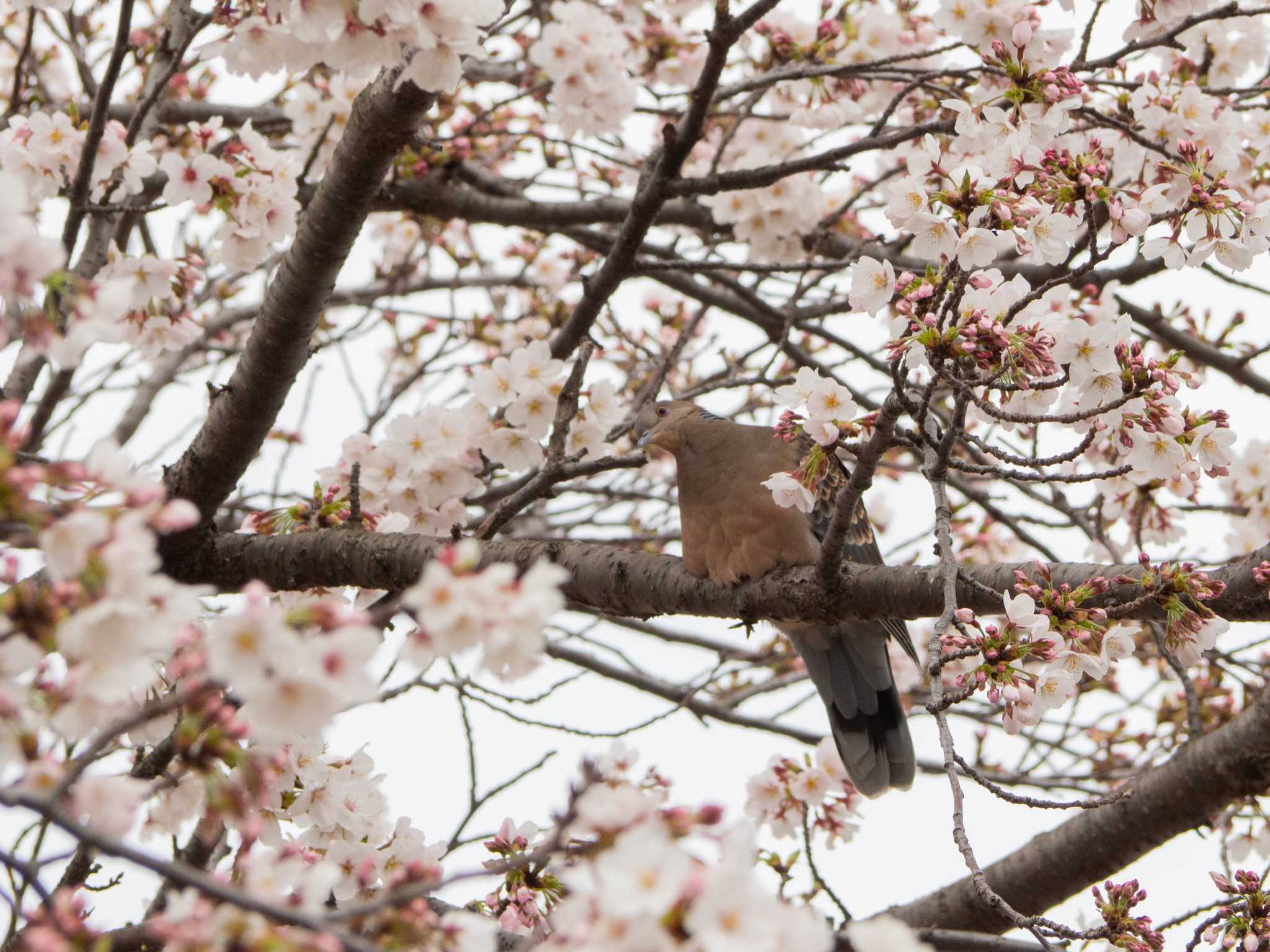 境川遊水地公園 キジバトの写真 by Tosh@Bird