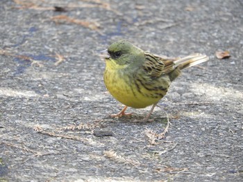 アオジ 井頭公園 2020年2月1日(土)