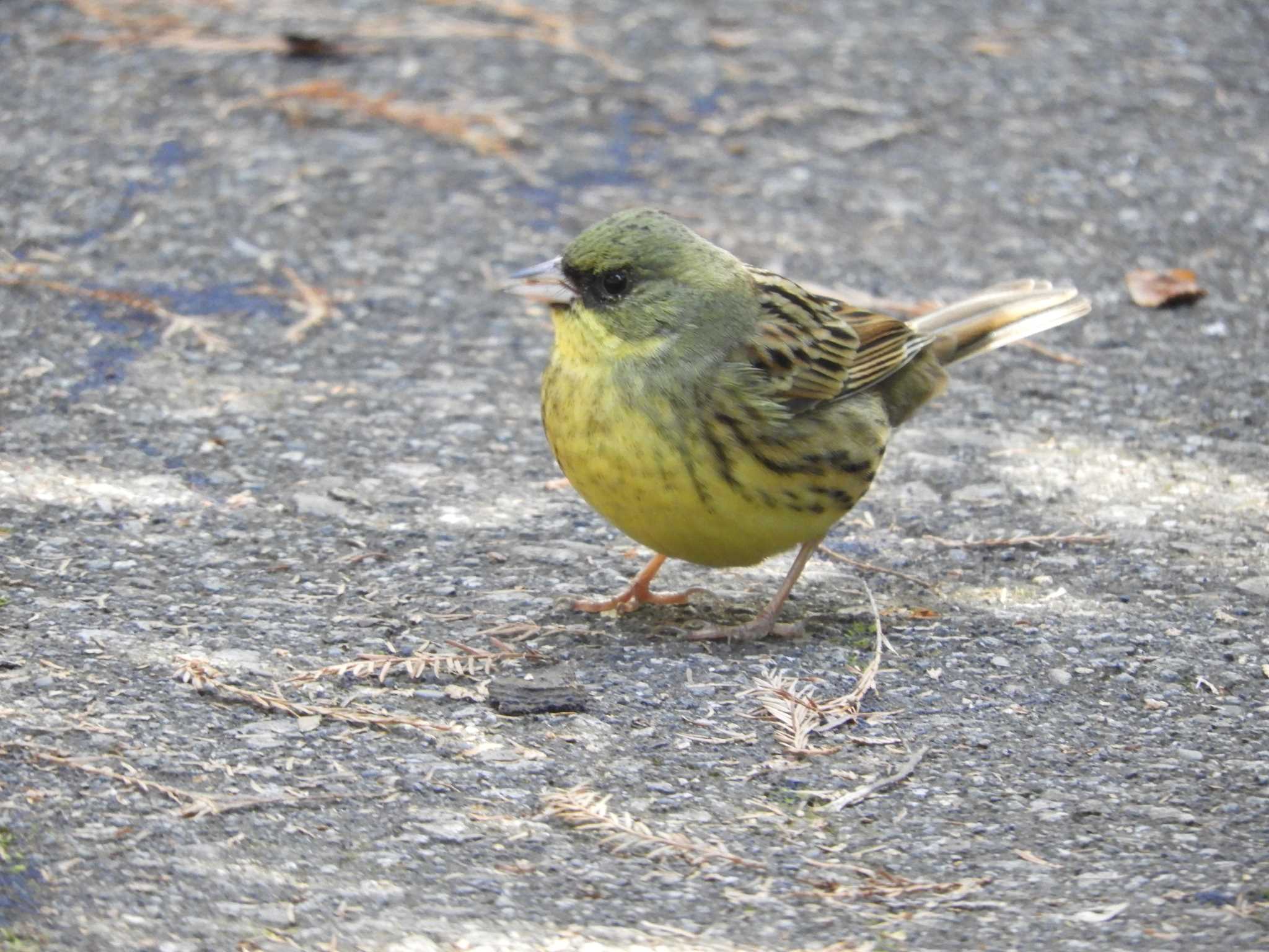 Photo of Masked Bunting at 井頭公園 by sen