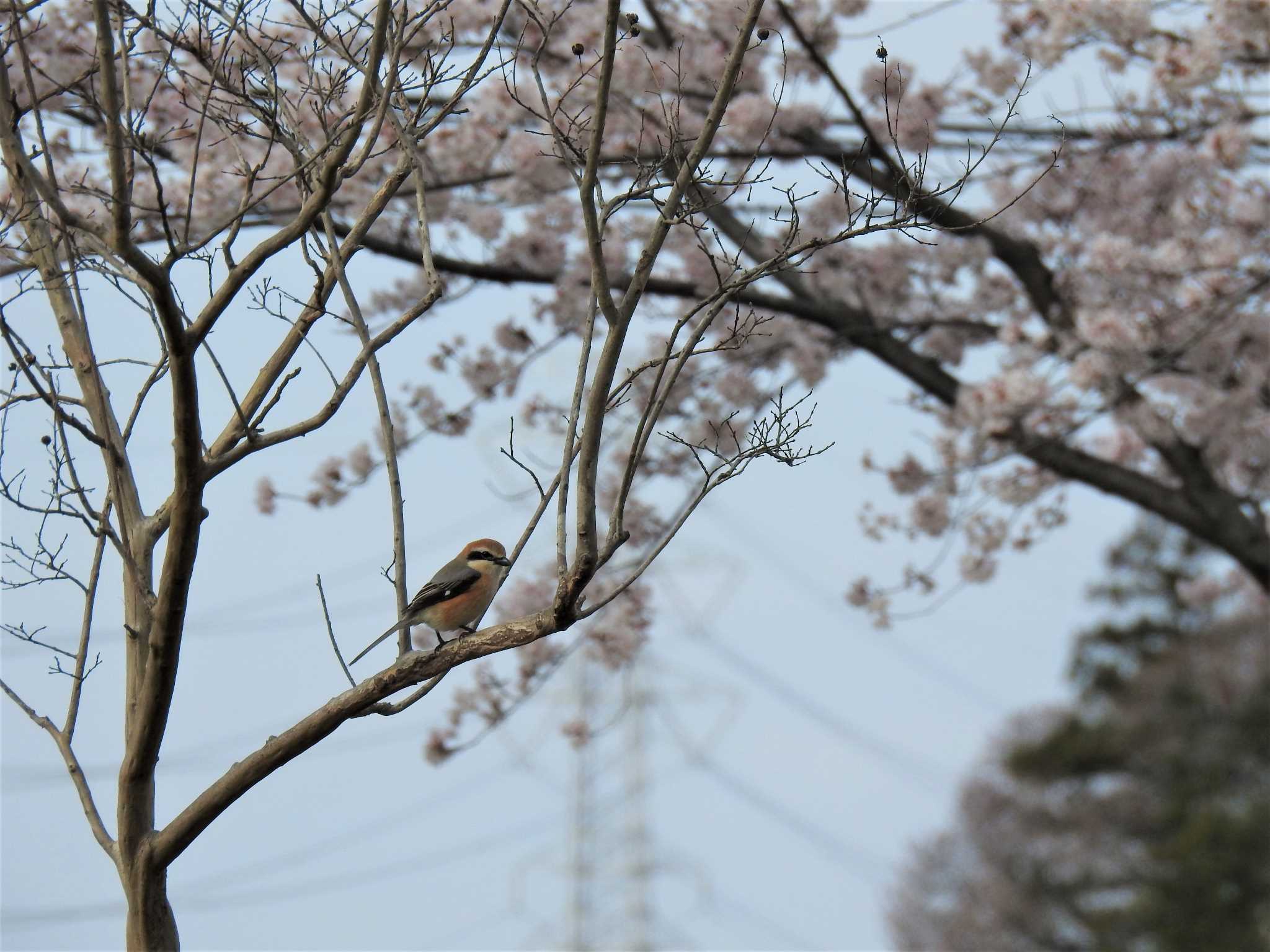 桜百舌