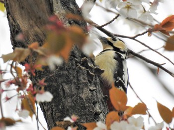 2020年3月30日(月) 大沼親水公園の野鳥観察記録