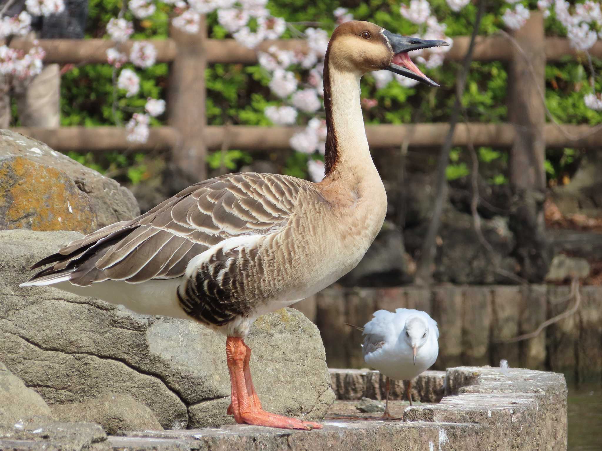 大池親水公園 サカツラガンの写真