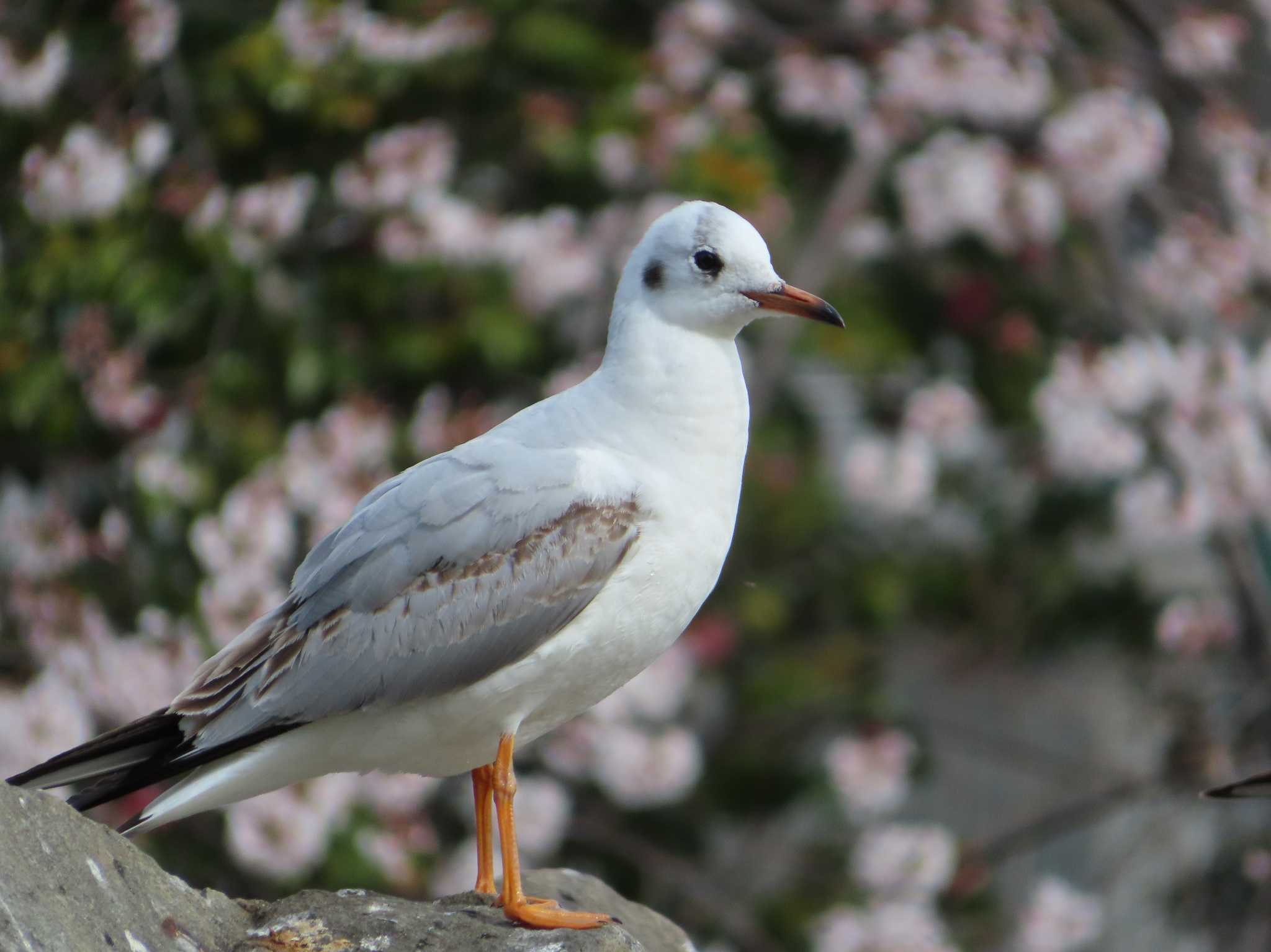 大池親水公園 ユリカモメの写真